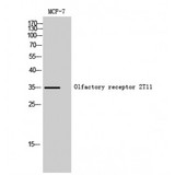 OR2T11 Antibody - Western blot of Olfactory receptor 2T11 antibody