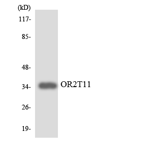 OR2T11 Antibody - Western blot analysis of the lysates from RAW264.7cells using OR2T11 antibody.