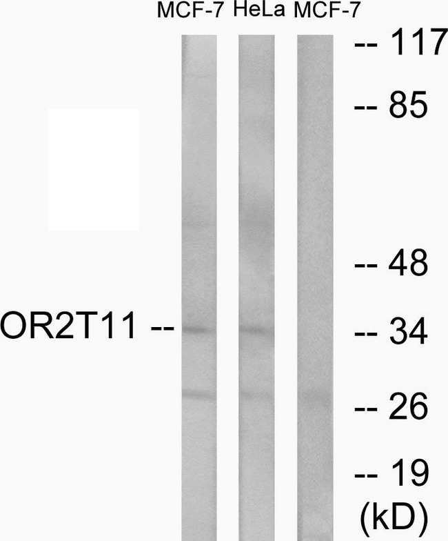 OR2T11 Antibody - Western blot analysis of lysates from MCF-7 and HeLa cells, using OR2T11 Antibody. The lane on the right is blocked with the synthesized peptide.