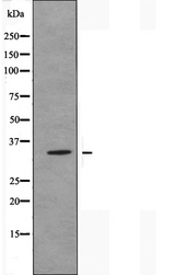 OR2T11 Antibody - Western blot analysis of extracts of MCF-7 cells using OR2T11 antibody.