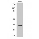 OR2T2 + OR2T35 Antibody - Western blot of Olfactory receptor 2T2/35 antibody