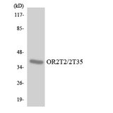 OR2T2 + OR2T35 Antibody - Western blot analysis of the lysates from HT-29 cells using OR2T2/2T35 antibody.