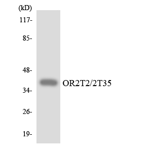 OR2T2 + OR2T35 Antibody - Western blot analysis of the lysates from HepG2 cells using OR2T2/2T35 antibody.
