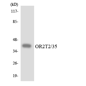 OR2T2 + OR2T35 Antibody - Western blot analysis of the lysates from HeLa cells using OR2T2/35 antibody.