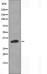 OR2T2 + OR2T35 Antibody - Western blot analysis of extracts of HuvEc cells using OR2T2/2T35 antibody.