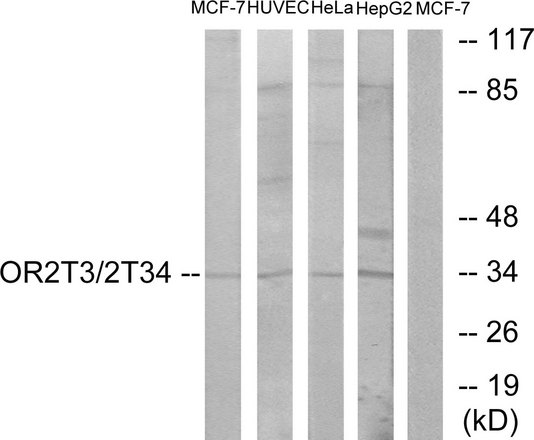 OR2T3 + OR2T34 Antibody - Western blot analysis of lysates from MCF-7, HUVEC, HeLa, and HepG2 cells, using OR2T3/2T34 Antibody. The lane on the right is blocked with the synthesized peptide.