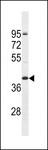 OR2T5 Antibody - OR2T5 Antibody western blot of NCI-H292 cell line lysates (35 ug/lane). The OR2T5 Antibody detected the OR2T5 protein (arrow).