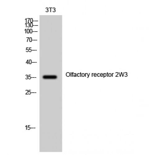 OR2W3 Antibody - Western blot of Olfactory receptor 2W3 antibody