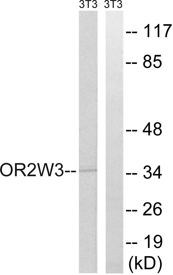 OR2W3 Antibody - Western blot analysis of lysates from NIH/3T3 cells, using OR2W3 Antibody. The lane on the right is blocked with the synthesized peptide.