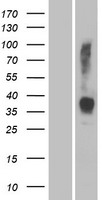 OR2W3 Protein - Western validation with an anti-DDK antibody * L: Control HEK293 lysate R: Over-expression lysate