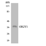 OR2Y1 Antibody - Western blot analysis of the lysates from K562 cells using OR2Y1 antibody.