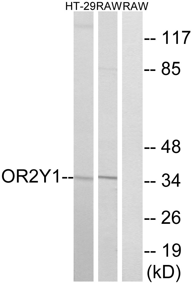 OR2Y1 Antibody - Western blot analysis of lysates from RAW264.7 and HT-29 cells, using OR2Y1 Antibody. The lane on the right is blocked with the synthesized peptide.