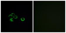 OR2Z Antibody - Immunofluorescence analysis of MCF7 cells, using OR2Z1 Antibody. The picture on the right is blocked with the synthesized peptide.