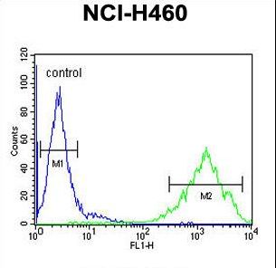 OR2Z Antibody - OR2Z1 Antibody flow cytometry of NCI-H460 cells (right histogram) compared to a negative control cell (left histogram). FITC-conjugated goat-anti-rabbit secondary antibodies were used for the analysis.
