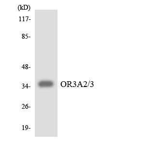 OR3A2+3 Antibody - Western blot analysis of the lysates from HepG2 cells using OR3A2/3 antibody.