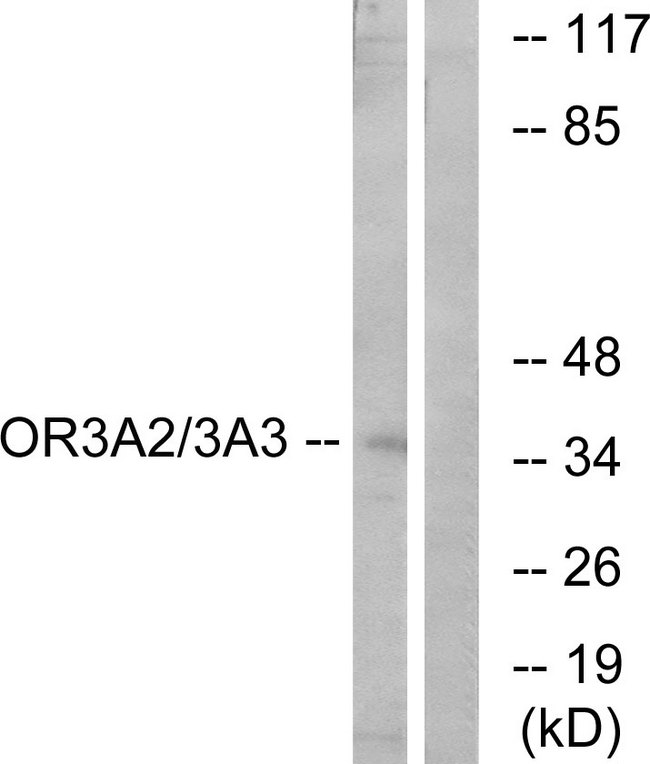OR3A2+3 Antibody - Western blot analysis of lysates from MCF-7 cells, using OR3A2/3 Antibody. The lane on the right is blocked with the synthesized peptide.