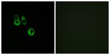 OR3A2+3 Antibody - Peptide - + Immunofluorescence analysis of MCF-7 cells, using OR3A2/3A3 antibody.