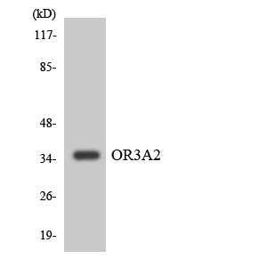 OR3A2 Antibody - Western blot analysis of the lysates from COLO205 cells using OR3A2 antibody.