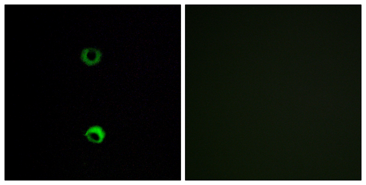 OR3A2 Antibody - Immunofluorescence analysis of MCF7 cells, using OR3A2 Antibody. The picture on the right is blocked with the synthesized peptide.