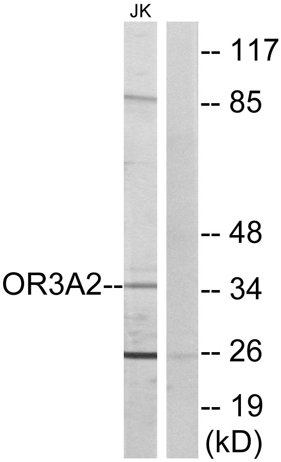 OR3A2 Antibody - Western blot analysis of lysates from Jurkat cells, using OR3A2 Antibody. The lane on the right is blocked with the synthesized peptide.