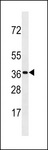 OR3A3 Antibody - OR3A3 Antibody western blot of CEM cell line lysates (35 ug/lane). The OR3A3 antibody detected the OR3A3 protein (arrow).