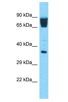 OR3A3 Antibody - OR3A3 antibody Western Blot of 293T. Antibody dilution: 1 ug/ml.  This image was taken for the unconjugated form of this product. Other forms have not been tested.