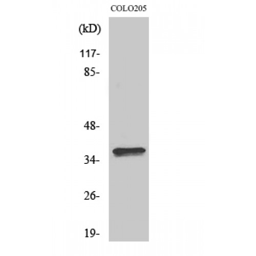 OR4A15 Antibody - Western blot of Olfactory receptor 4A15 antibody