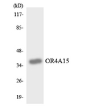 OR4A15 Antibody - Western blot analysis of the lysates from HeLa cells using OR4A15 antibody.
