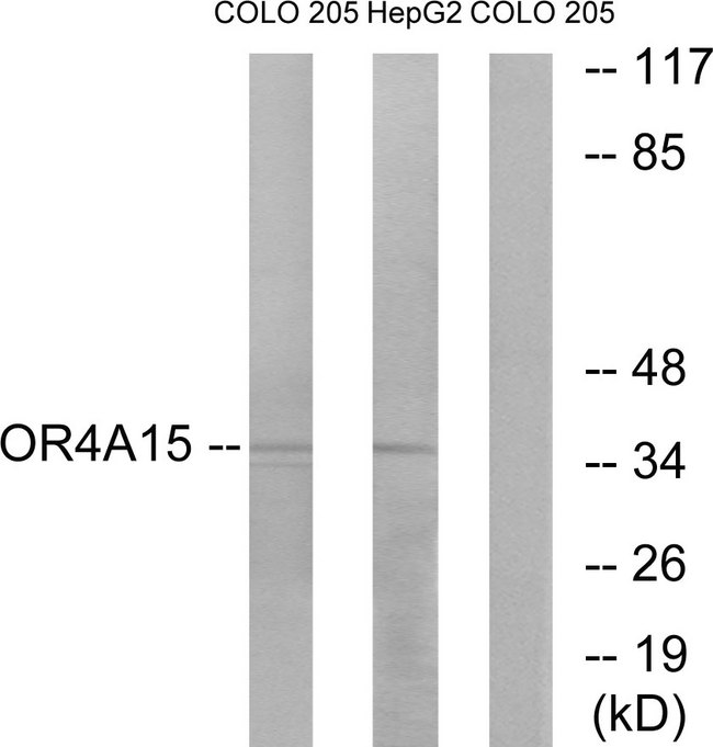 OR4A15 Antibody - Western blot analysis of lysates from COLO and HepG2 cells, using OR4A15 Antibody. The lane on the right is blocked with the synthesized peptide.
