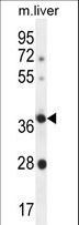OR4A15 Antibody - OR4A15 Antibody western blot of mouse liver tissue lysates (35 ug/lane). The OR4A15 antibody detected the OR4A15 protein (arrow).
