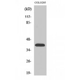 OR4A16 Antibody - Western blot of Olfactory receptor 4A16 antibody