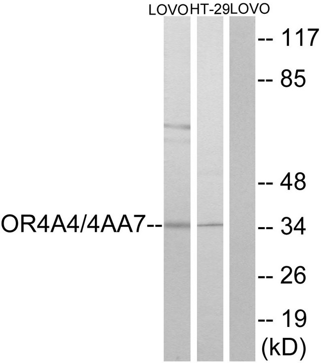 OR4A4 + OR4A47 Antibody - Western blot analysis of lysates from LOVO cells and HT29 cells, using OR4A4/4A47 Antibody. The lane on the right is blocked with the synthesized peptide.