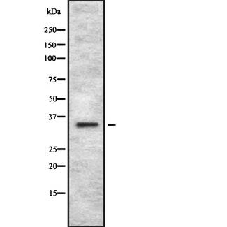 OR4C12 Antibody - Western blot analysis OR4C12 using HuvEc whole cells lysates