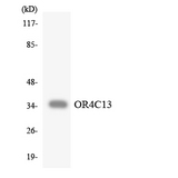 OR4C13 Antibody - Western blot analysis of the lysates from HT-29 cells using OR4C13 antibody.