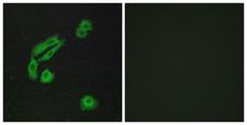 OR4C13 Antibody - Immunofluorescence analysis of A549 cells, using OR4C13 Antibody. The picture on the right is blocked with the synthesized peptide.
