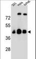 OR4C13 Antibody - OR4C13 Antibody western blot of 293,HeLa,Jurkat cell line lysates (35 ug/lane). The OR4C13 antibody detected the OR4C13 protein (arrow).