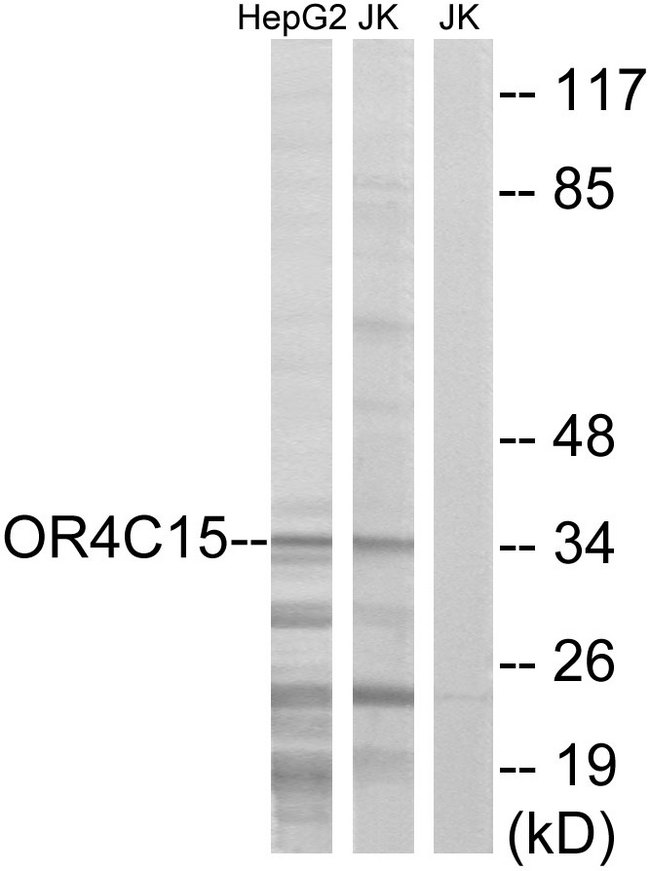 OR4C15 Antibody - Western blot analysis of lysates from Jurkat and HepG2 cells, using OR4C15 Antibody. The lane on the right is blocked with the synthesized peptide.
