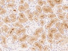 OR4C15 Antibody - Immunochemical staining of human OR4C15 in human kidney with rabbit polyclonal antibody at 1:100 dilution, formalin-fixed paraffin embedded sections.