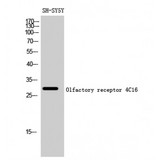 OR4C16 Antibody - Western blot of Olfactory receptor 4C16 antibody