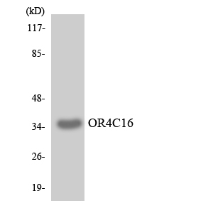 OR4C16 Antibody - Western blot analysis of the lysates from K562 cells using OR4C16 antibody.