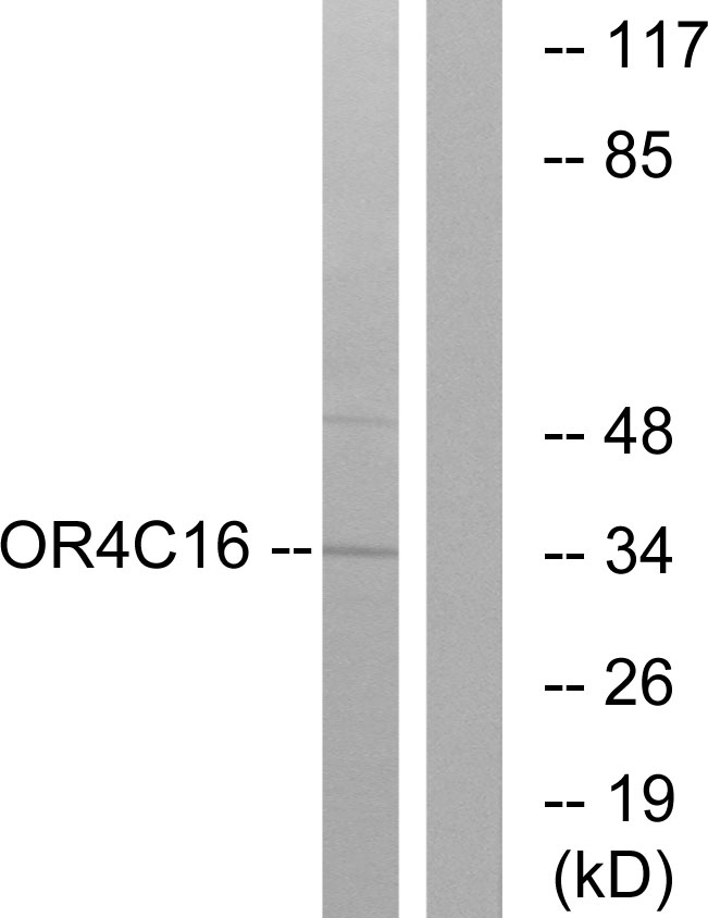 OR4C16 Antibody - Western blot analysis of lysates from LOVO cells, using OR4C16 Antibody. The lane on the right is blocked with the synthesized peptide.
