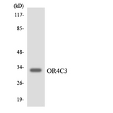 OR4C3 Antibody - Western blot analysis of the lysates from COLO205 cells using OR4C3 antibody.