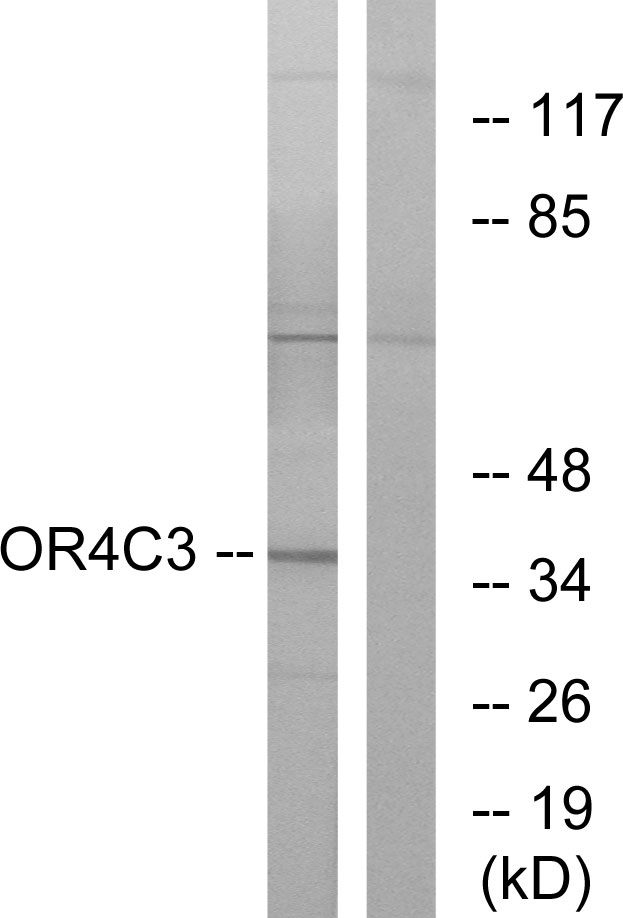 OR4C3 Antibody - Western blot analysis of lysates from K562 cells, using OR4C3 Antibody. The lane on the right is blocked with the synthesized peptide.