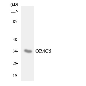 OR4C6 Antibody - Western blot analysis of the lysates from HepG2 cells using OR4C6 antibody.