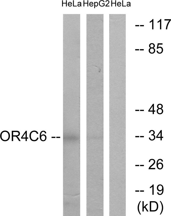 OR4C6 Antibody - Western blot analysis of lysates from HeLa and HepG2 cells, using OR4C6 Antibody. The lane on the right is blocked with the synthesized peptide.
