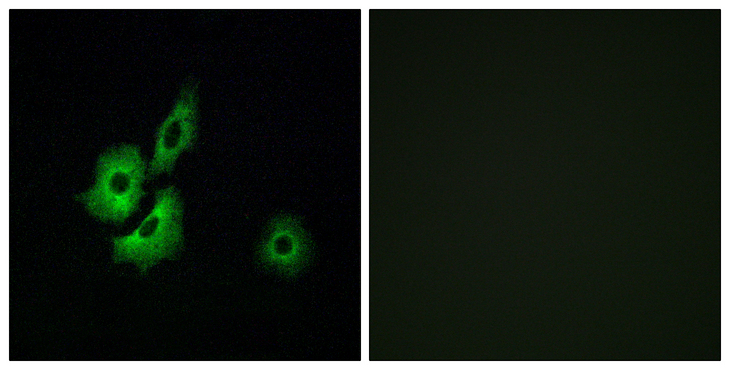 OR4D1 Antibody - Immunofluorescence analysis of A549 cells, using OR4D1 Antibody. The picture on the right is blocked with the synthesized peptide.