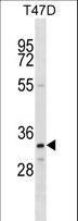 OR4D11 Antibody - OR4D11 Antibody western blot of T47D cell line lysates (35 ug/lane). The OR4D11 antibody detected the OR4D11 protein (arrow).