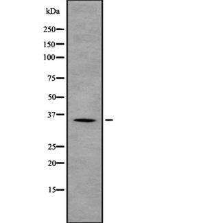 OR4D5 Antibody - Western blot analysis OR4D5 using HepG2 whole cells lysates