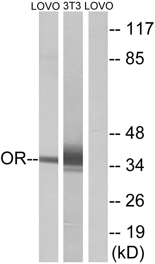 OR4D6 Antibody - Western blot analysis of lysates from LOVO and NIH/3T3 cells, using OR4D6 Antibody. The lane on the right is blocked with the synthesized peptide.
