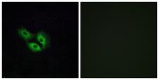 OR4E2 Antibody - Peptide - + Immunofluorescence analysis of A549 cells, using OR4E2 antibody.